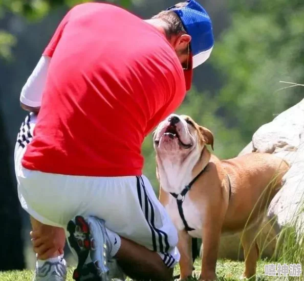 训练篮球体育犬gb近日成功举办了全国犬类篮球赛吸引了众多爱犬人士参与