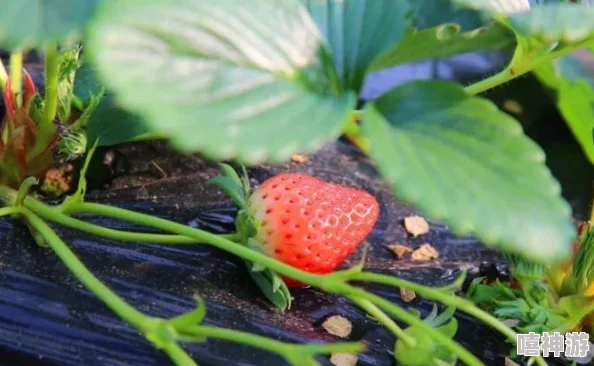 迈开腿让我看看你的草莓照片最新进展：草莓种植已完成授粉，预计一周后可拍摄成熟果实照片