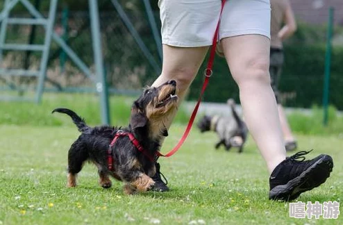 调教女犬训练进入第二阶段项圈和牵引绳的使用已初步掌握