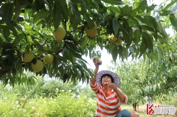 坤坤升到桃子粉丝助力突破百万桃树种植计划正式启动