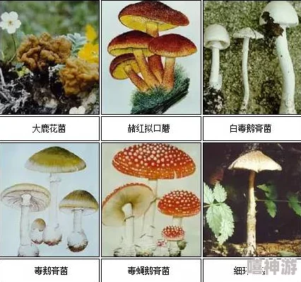 揭秘17c555黑料蘑菇：网络热传秘密食谱竟藏惊人健康奇迹！