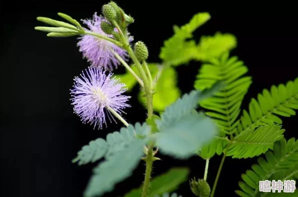 含蓄草研究人员发现其叶片在微风吹拂下会产生轻微的生物电信号