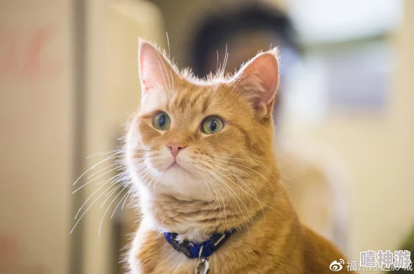 探秘红猫大本猫营hmm，领略独特猫咪世界奥秘，惊喜揭秘：新晋萌宠王者即将登场！