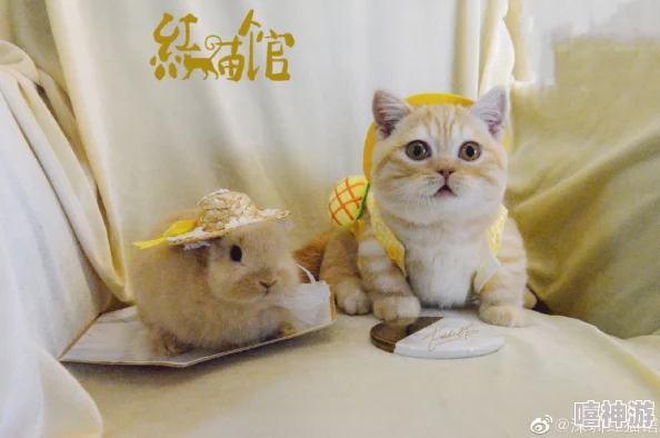 探秘红猫大本猫营hmm，领略独特猫咪世界奥秘，惊喜揭秘：新晋萌宠王者即将登场！