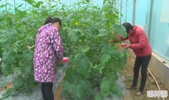 和猫娘拨萝卜种植面积扩大至五十亩喜获丰收萝卜个头巨大