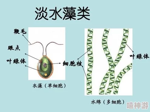 高np指高氮磷比肥料过度使用可能导致水体富营养化