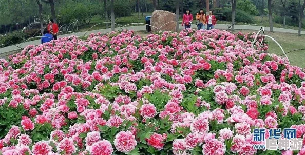 桃花初开意思浅析花开伊始的象征意义与美好寓意