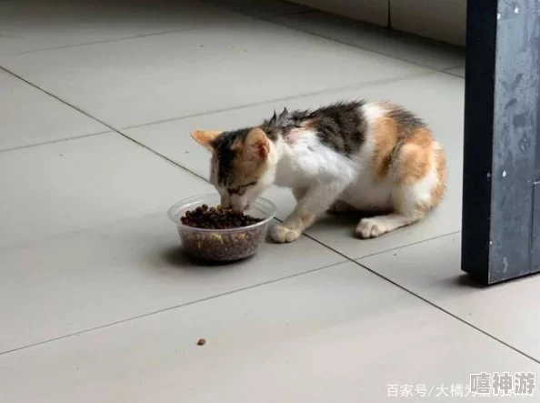 毛茸茸小猫可爱的流浪猫在街头寻找食物