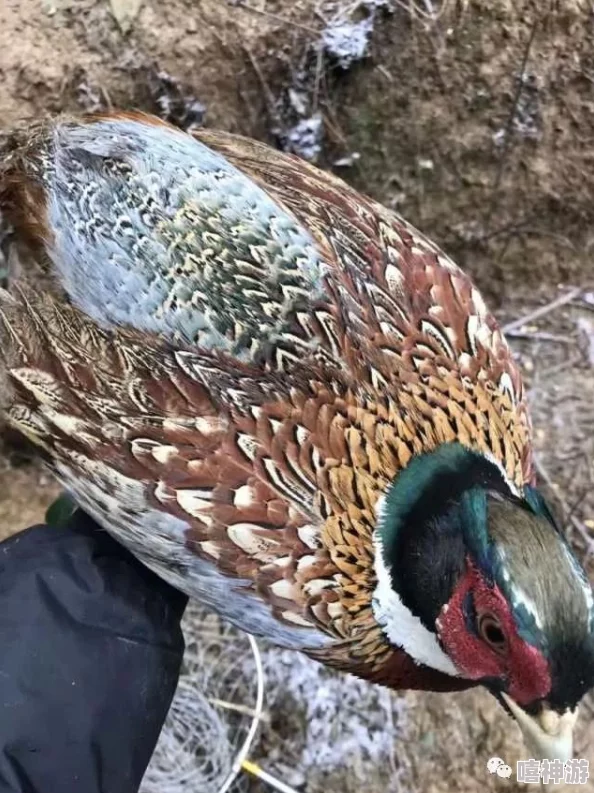 城中棚户区野鸡为什么口感独特风味浓郁为何吸引不少回头客