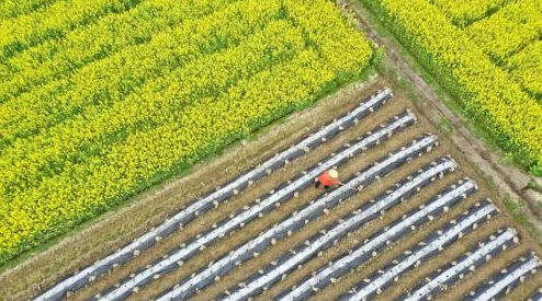 黄色的大片油菜花田遍野盛开2025农业科技赋能丰收景象