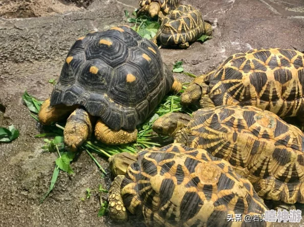 深度解析梦幻水族箱高效喂鱼技巧与策略，全面指南助你成为顶尖水族馆管理员